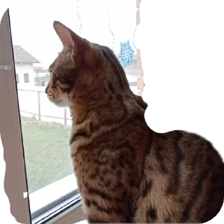 🐱