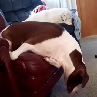 🐩