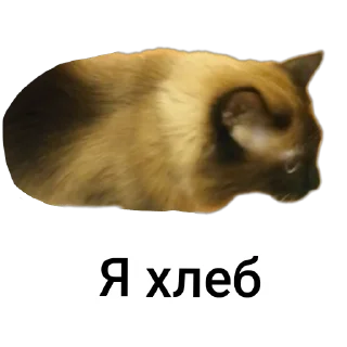 🐱