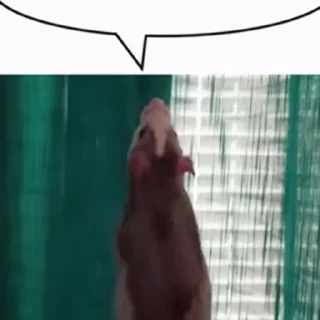 💬