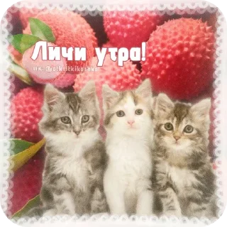🐱