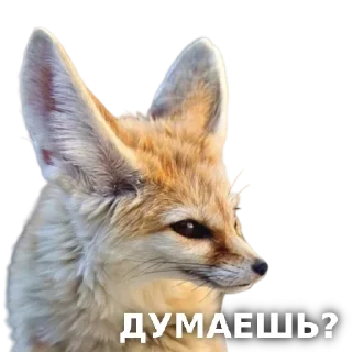 Fox @stickersb2b