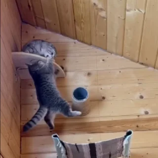 😾