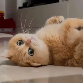 🐈‍⬛️