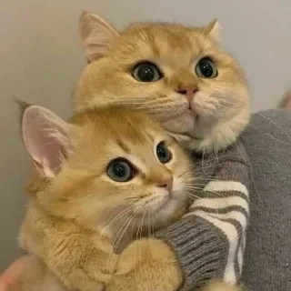 🐈