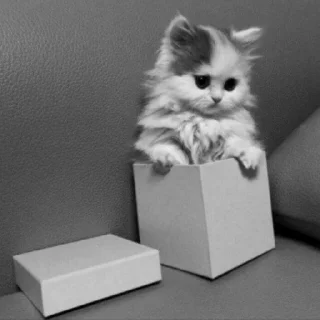 😺