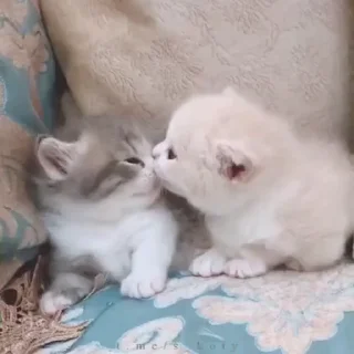 💋