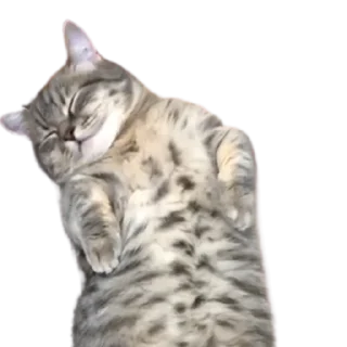 😺