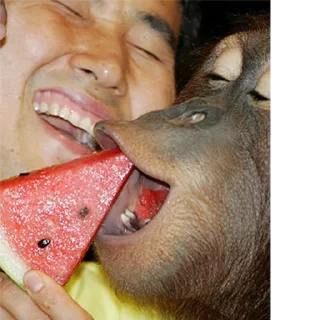 🍉