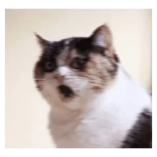 🐱