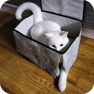 🐱