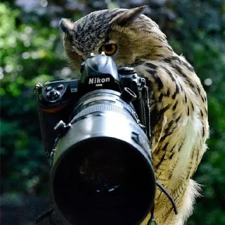 📽