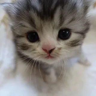 🥺