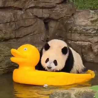 🛶