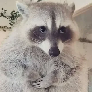 🥺