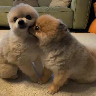 🐶