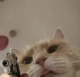 🐱