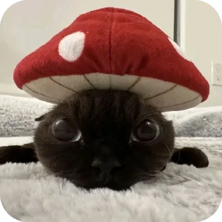 🐱