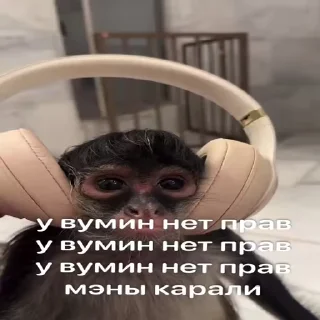 🎧