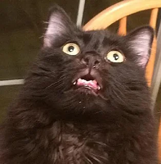 🙀