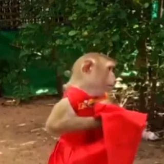 🙉