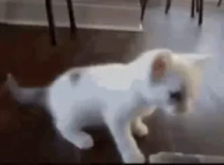🐾