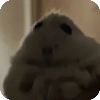 🐹