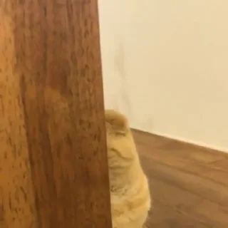 😺