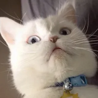 😺