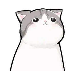 🐱
