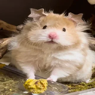 🐹