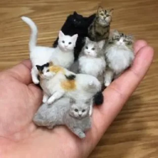🐈‍⬛️