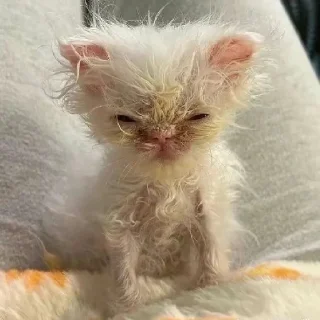 😠