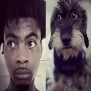 🐶