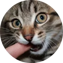 🐱