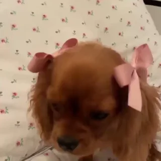 Cute animals🎀 | @Playfobian-@Poublickeds