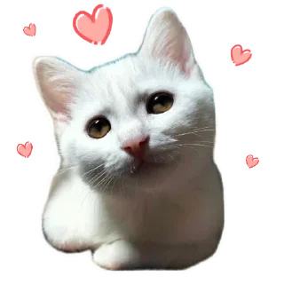 🐱