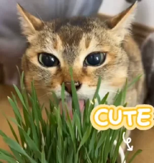 🥰