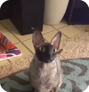 🌟