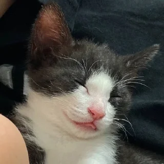 🐱
