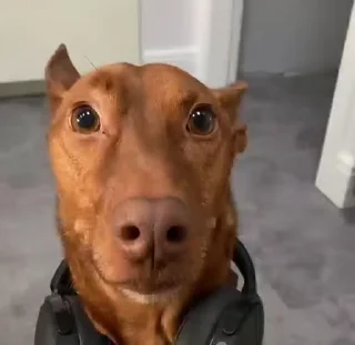 🎧