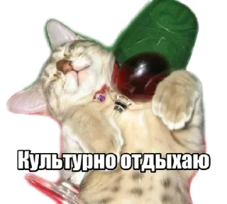 😹