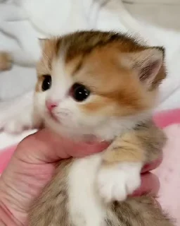 😺