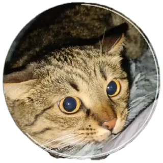 🐱