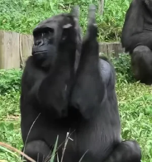 👍