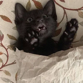 😳