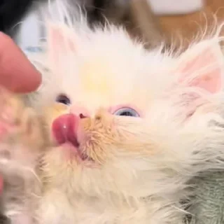 👅