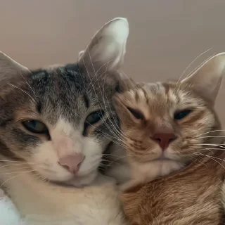 🐈‍⬛️