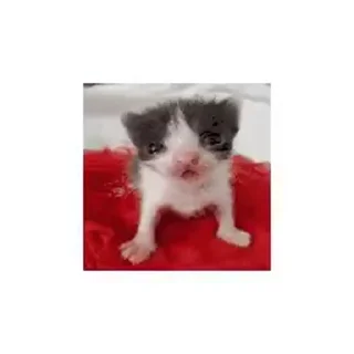 😺