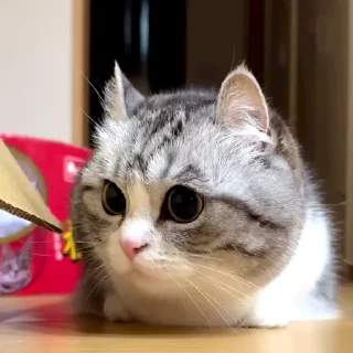 🐈